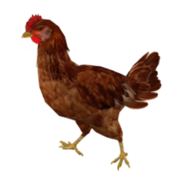 Brown Chicken