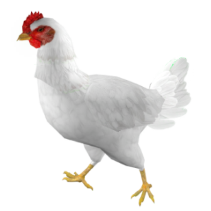 White Chicken